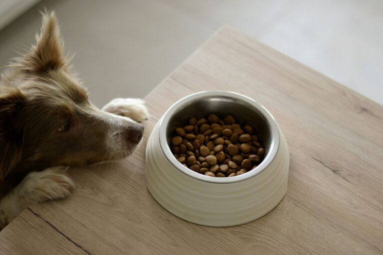 Pet food deals for Prime Day