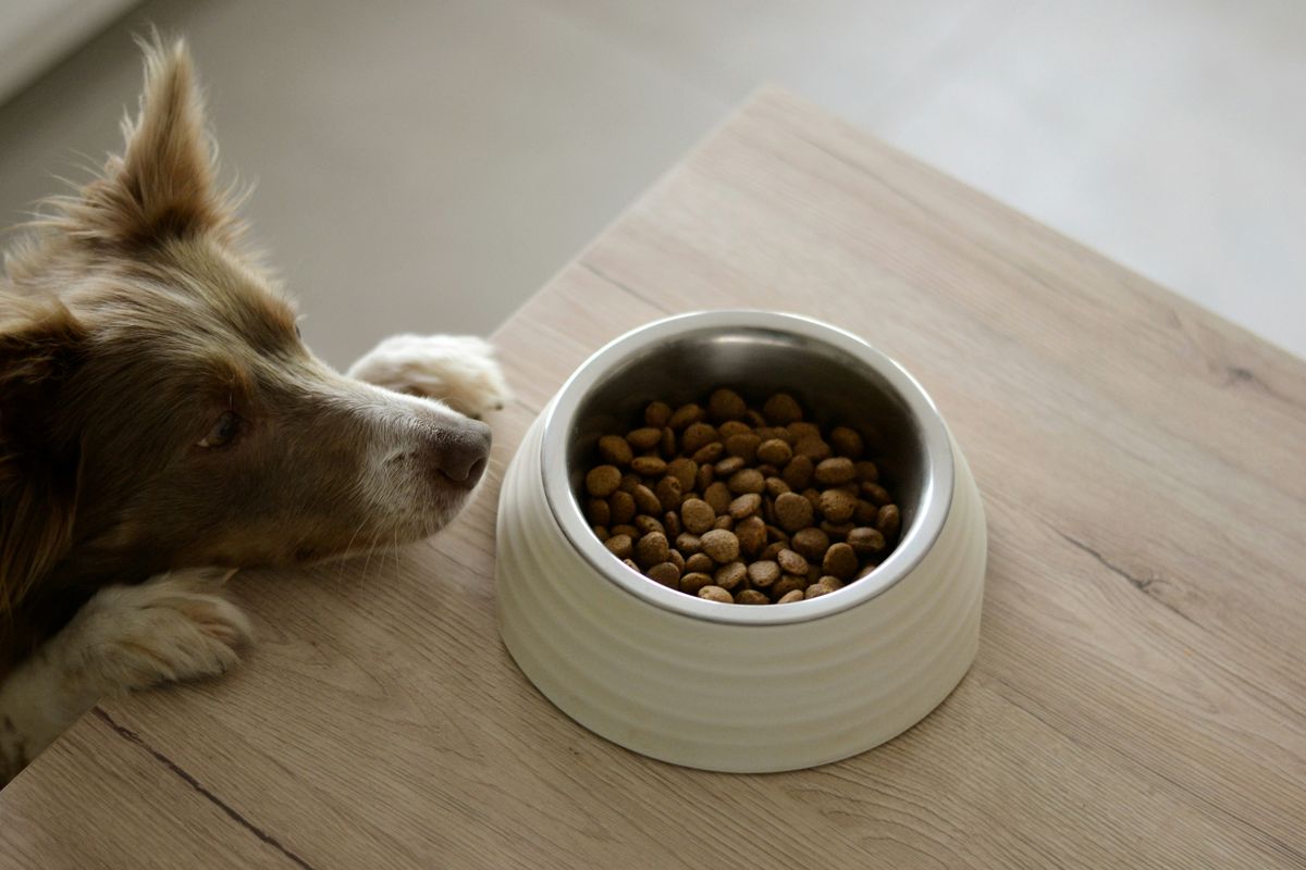 Pet food deals for Prime Day